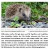 2026-04-08 Igel